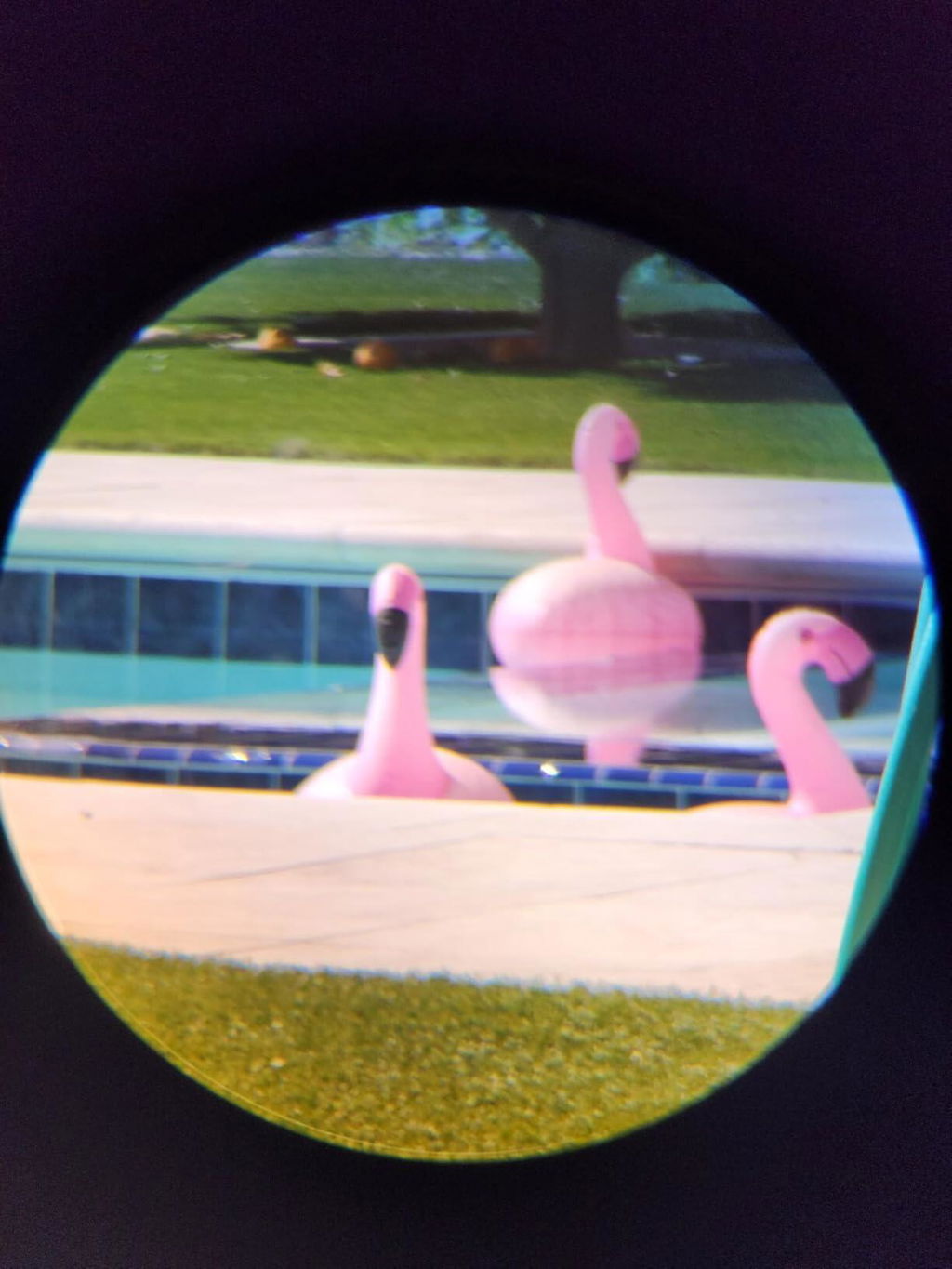 Vögel nah