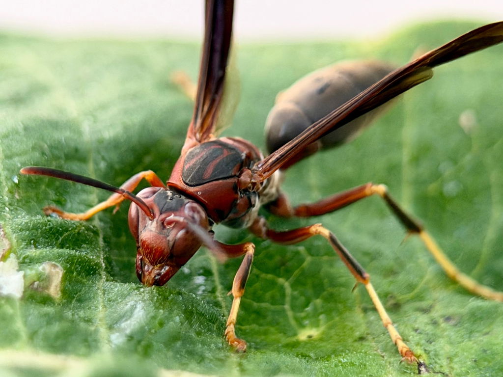 Scharfe Flügel